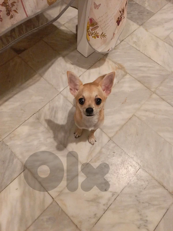 selling a puppy