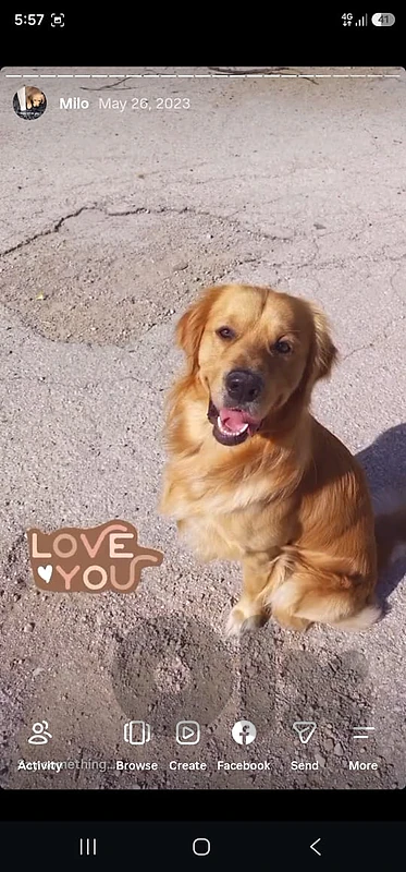 Golden retriever