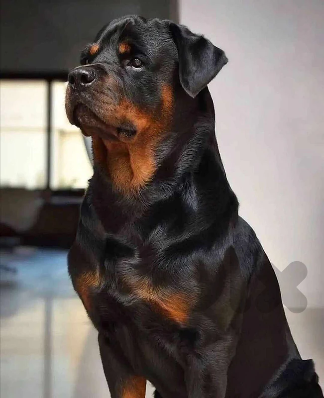 female rottweiler 2 years full vaccine