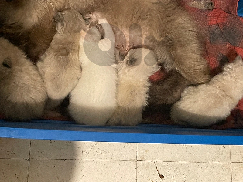New Born Himalayan kittten