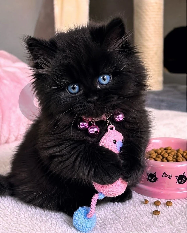persian black  whtsp 81686679
