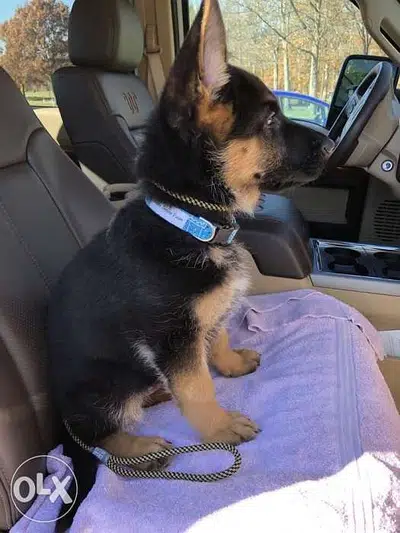 Berger Allemand Puppy german shepherd