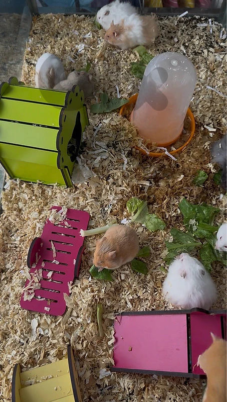 Cute small hamsters available