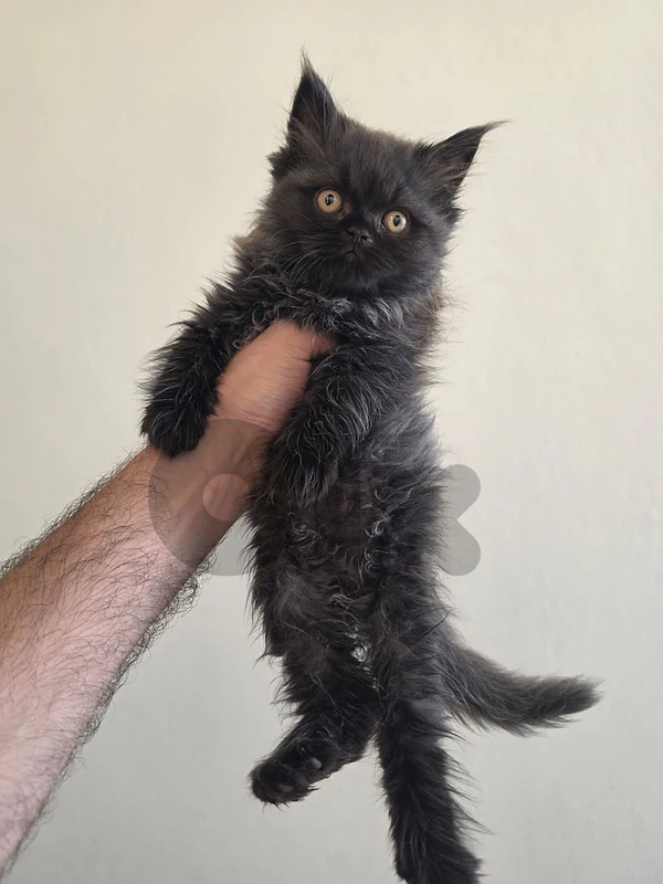 persian cat