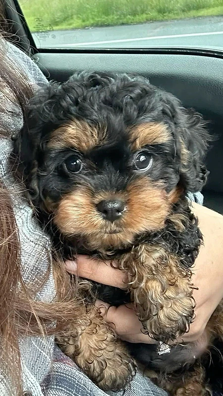Unique mini Labradoodle Imported Delivery كلب جرو