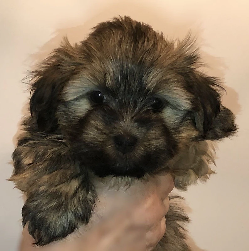 Bichon Havanese Cute available delivery كلب جرو
