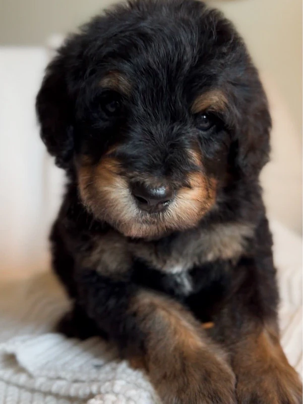 Mini Labradoodle imported black & tan puppy Available