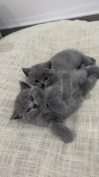British kitten