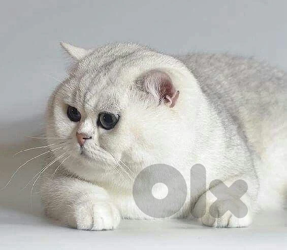 scottish chanchilla silver whts 81686679