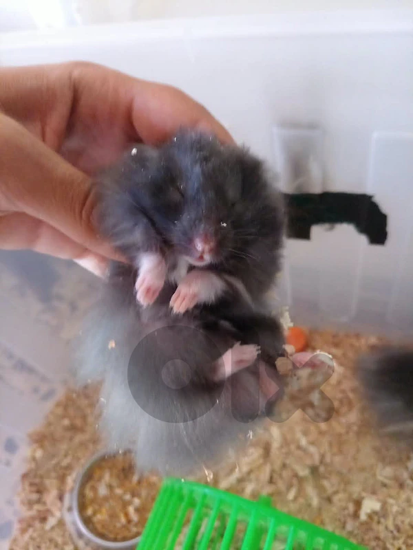 hamster hamster
