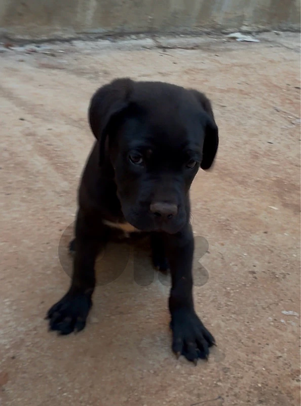 coni corso 2 month