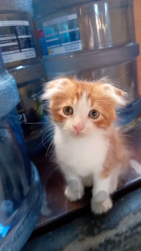 🐾 **ADORABLE FOLD-EARED KITTENS FOR SALE