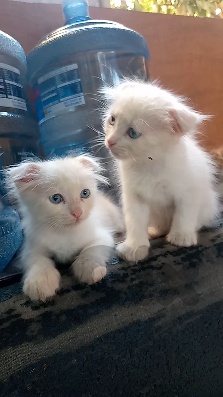 🐾 **ADORABLE FOLD-EARED KITTENS FOR SALE