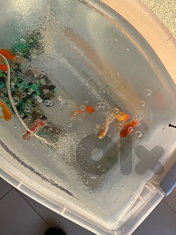 gold fish