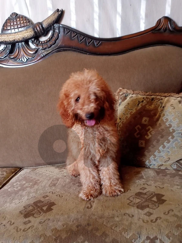 poodle