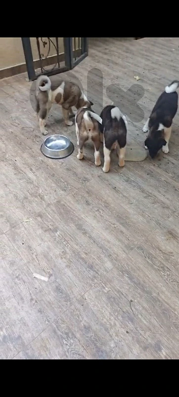 American Akita