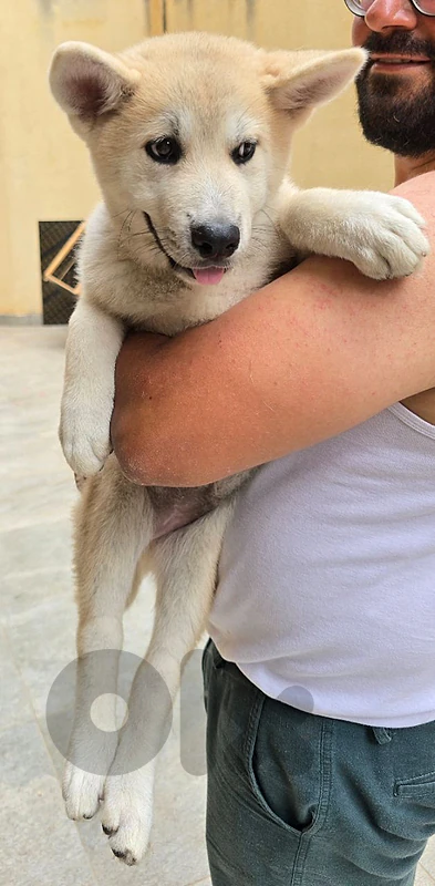 Pure American Akita