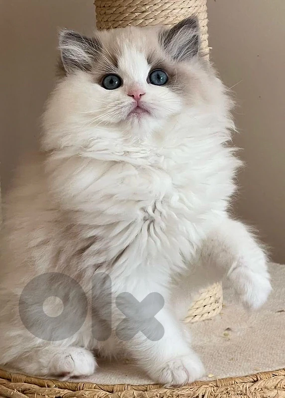 ragdol kitten whtsp 81686679