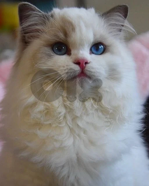 ragdol kitten whtsp 81686679