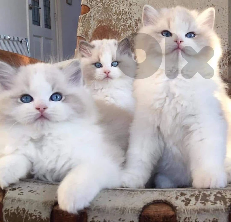 ragdol kitten للتواصل على رقم  81686679