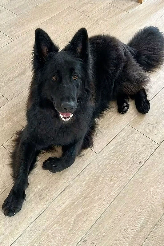black German shepherd