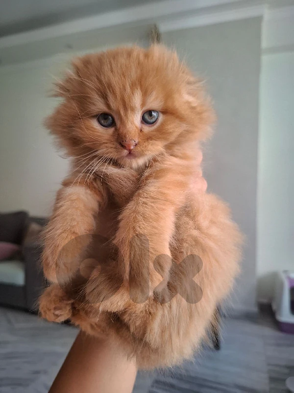 🐾 Scottish fold kittens