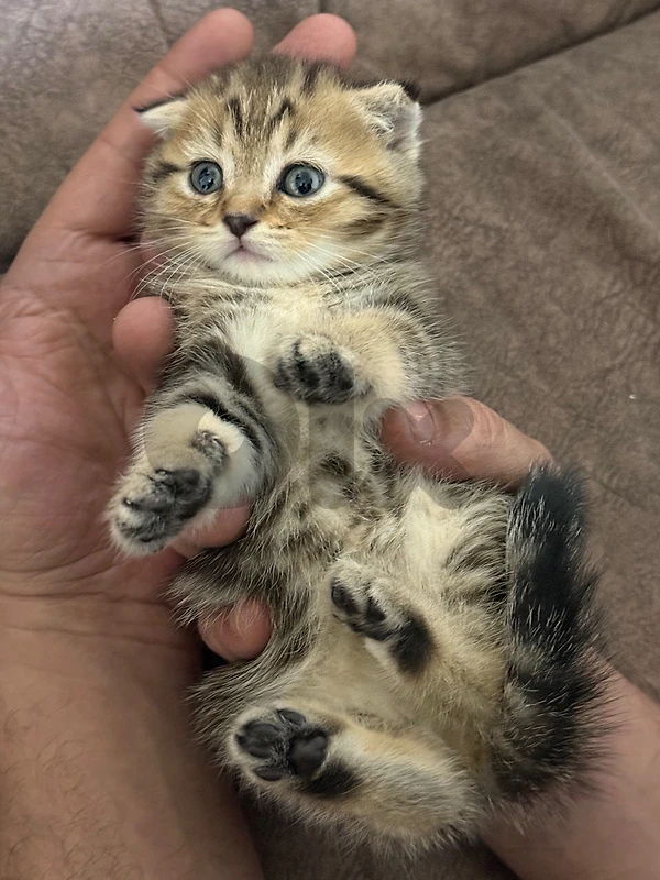 Golden scottish fold