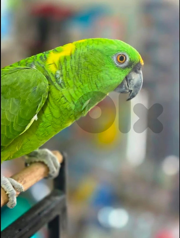 yellow naped  سوبر مميز tafra كويكر طفرة مميزة