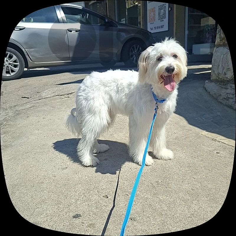 8 months old female dog
