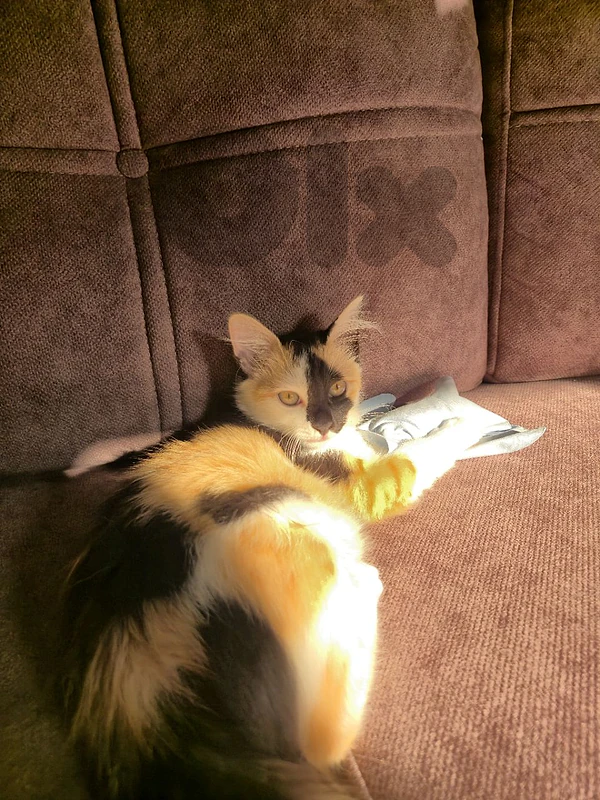 Calico Female 😻