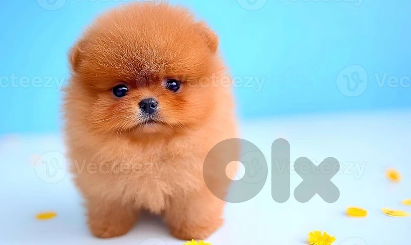 orange/cream/white pomeranians