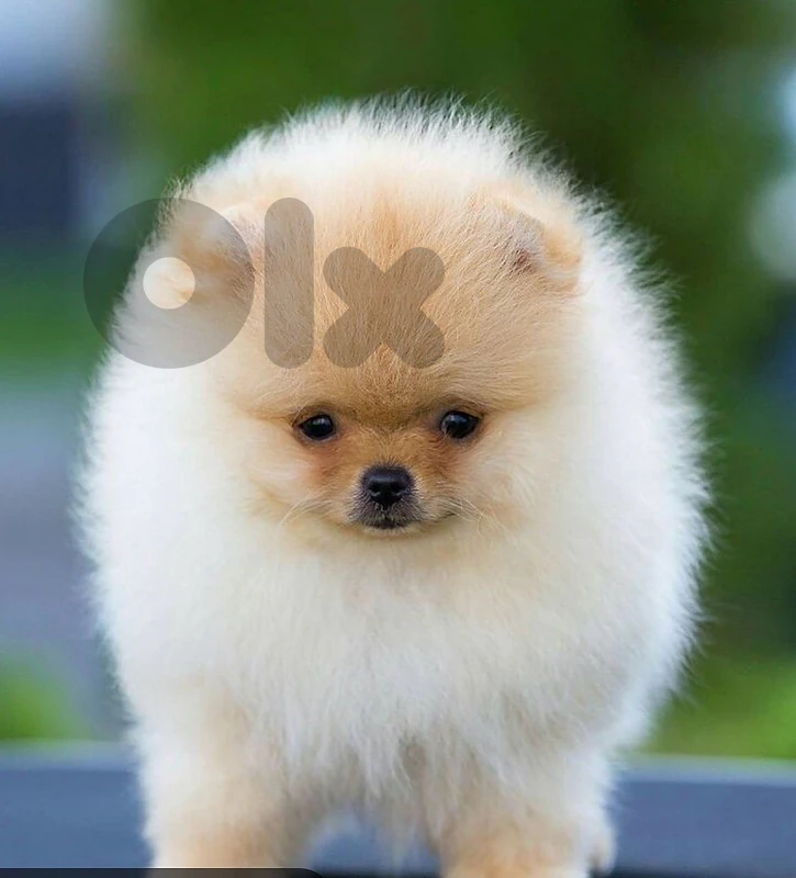 orange/cream/white pomeranians