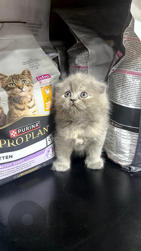 scottish fold / himalayan / persian available