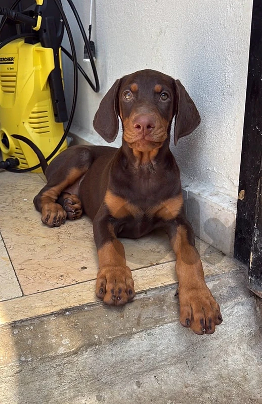 doberman european