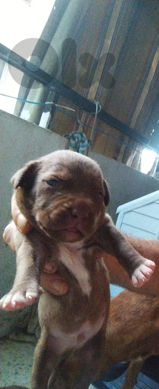 red nose  300$