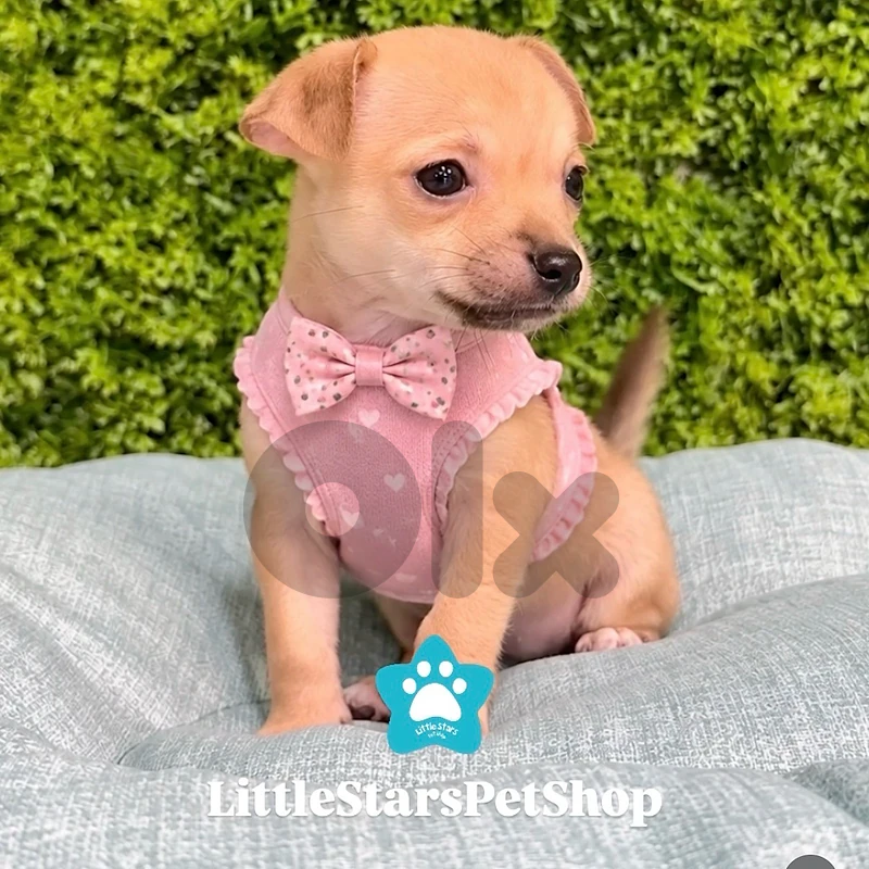 Mini Chihuahua imported available / Delivery / Dog / كلب / جرو
