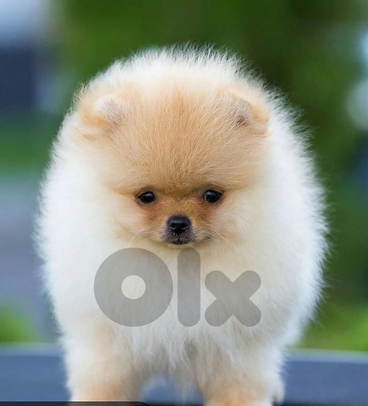 male and female teacup  pomeranian