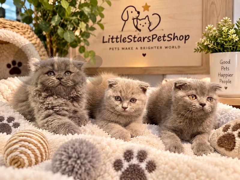 Cutest Scottish Fold kittens available in store & delivery