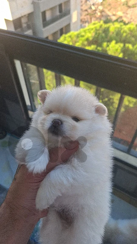 high quality bear face pomeranian