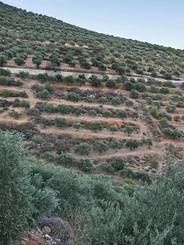 Land for sale in Hasbaya أرض للبيع طريق عام حاصبيا / راشيا /الجنوب /