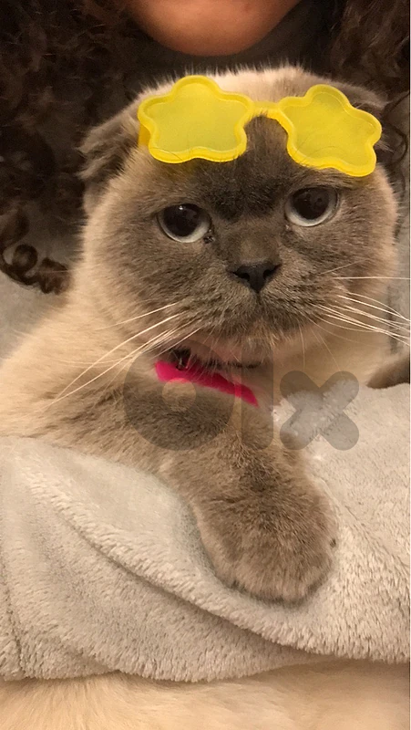 Scottish/Himalayan Female Cat For Mating Scottish/Himalayan Female Cat For Mating