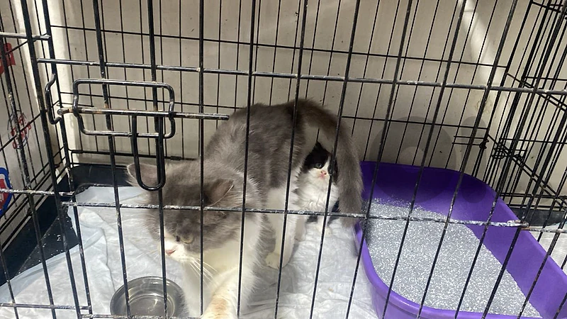 1 male Ragdoll mix with Mother