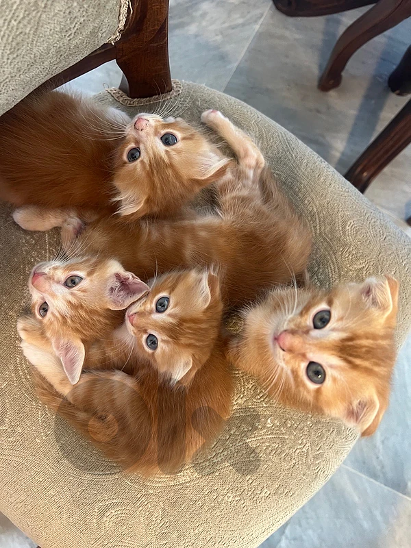 adorable orange kittens for sale