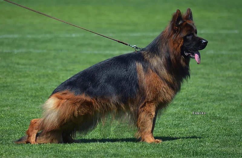 extreme quality imported !!!!! german shepherd puppies