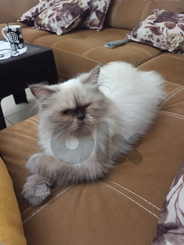 pure himalayan 3omra 3 snin lal tabane
