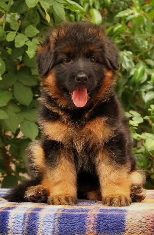 German shepherd high quality