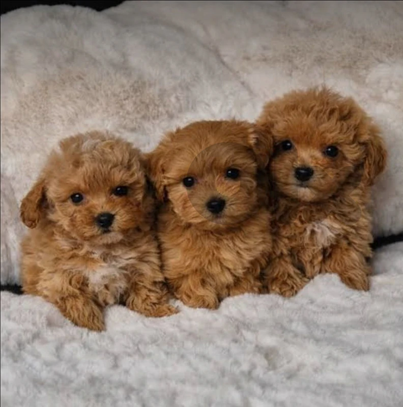 poodle & maltipoo poodle & maltipoo