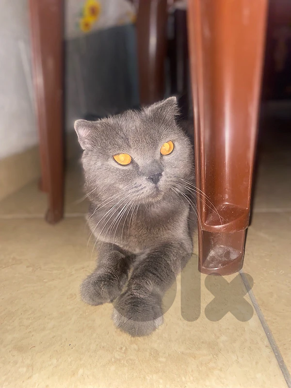 brittish short hair cat
