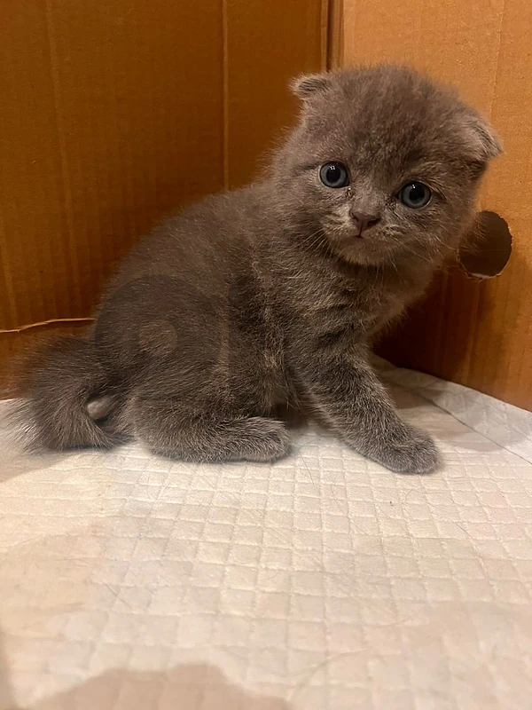 Scottish fold, British long hair Scottish fold, British long hair