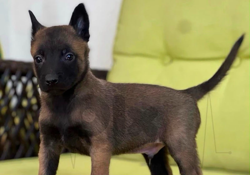 Male Belgian Malinois Male Belgian Malinois